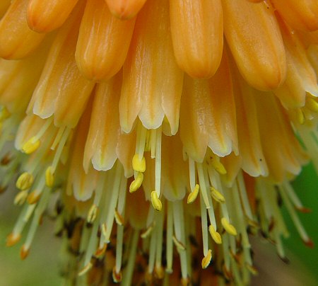 Kniphofia uvaria